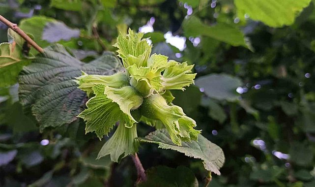 Ordu'da fındık toplama işçi ücreti bin 200 TL olarak belirlendi