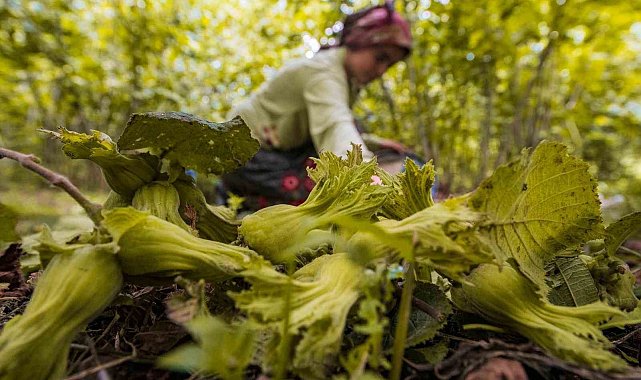 Ordu'da fındık toplamaya rekor başvuru