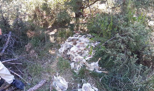 Orman içine ölü tavukları attılar: Pis koku ve çevre kirliliği tepkiye neden oldu