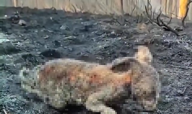 Orman yangınında yürek burkan görüntü