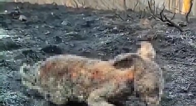 Orman yangınında yürek burkan görüntü