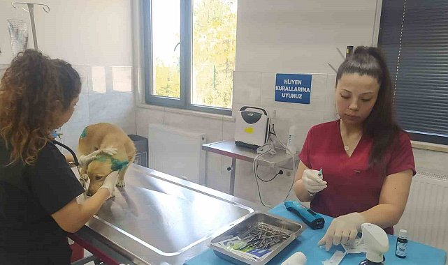 Orman yangınlarından etkilenen hayvanlara belediye şefkati