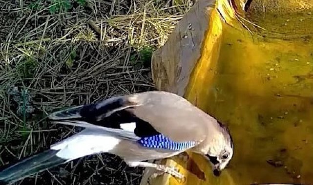 Ormanların renkli sesi alakarga Uludağ'da görüntülendi