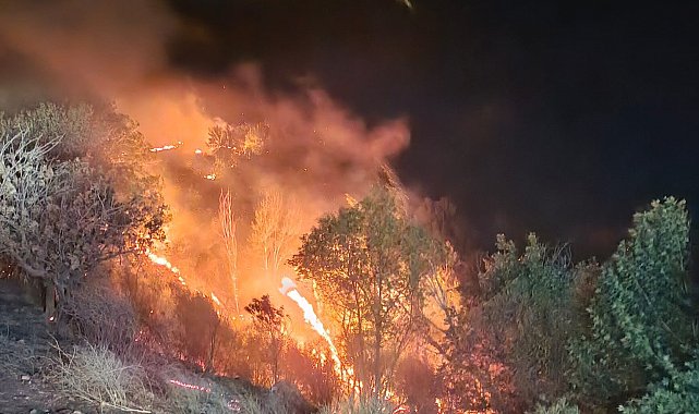 Ormanlık alan ve bahçeler cayır cayır yandı