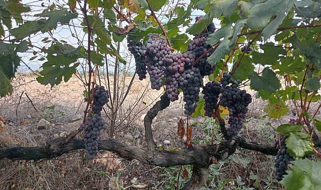 Osmancık karası üzümü, Türkiye Tohum Gen Bankasına kaydedildi