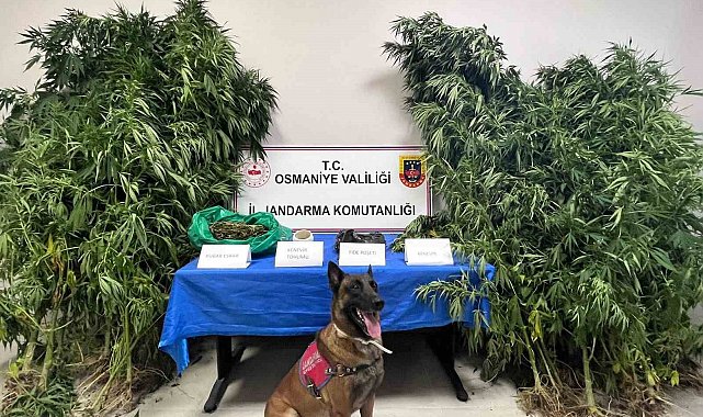 Osmaniye'de 1 haftada 105 şüpheli yakalandı