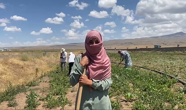 Patnos'ta şeker pancarı tarlalarında kadın eli