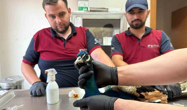 Pendik'te tavus kuşu ve atmaca kurtarma operasyonu: Doğaya kavuşacaklar