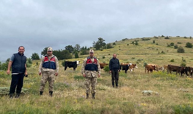Refahiye'de kaybolan 19 büyükbaş hayvan Giresun il sınırında bulundu