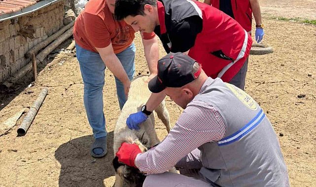 Sahipli hayvanlar için kuduz aşısı ve mikroçip uygulaması devam ediyor