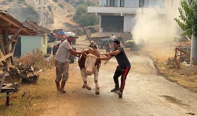 Sakarya'daki orman yangınına müdahale sürüyor: Bir mahalle tahliye ediliyor