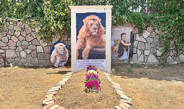 Saldırdığı çiftçiyi yaraladıktan sonra öldürülen aslanın sahibi evinin önüne temsili mezar yaptırdı