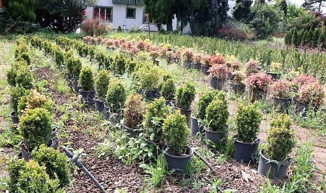 Samsun'da üretilen fidanlarla Türkiye nefes alıyor