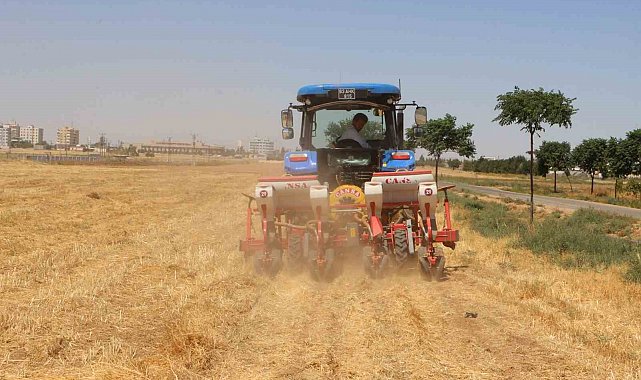 Şanlıurfa'da anıza doğrudan mısır ekildi