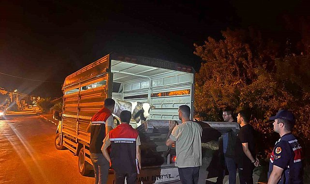 Şap hastalığı tedbirlerine uymadı 105 bin lira para cezası kesildi