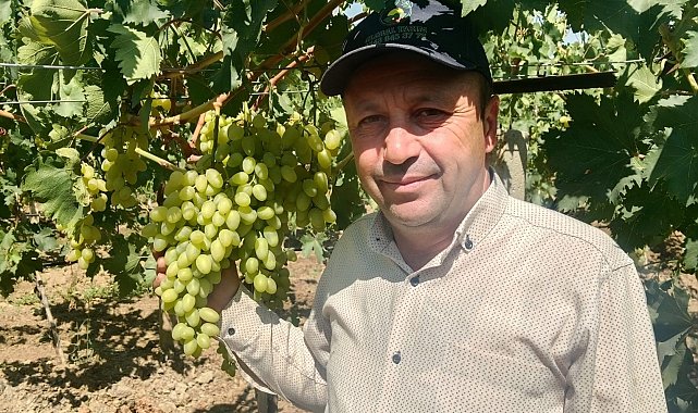 Sarıgöl Ovası'nda erkenci üzüm alımları başladı