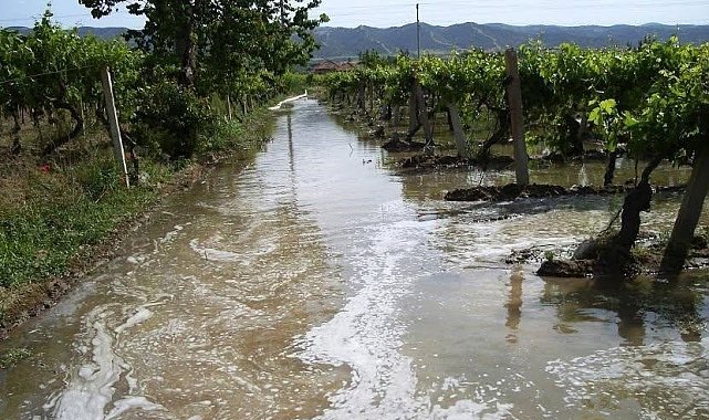 Sarıgöl Ovası'nda üzüme can suyu