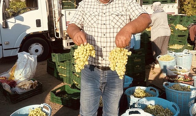 Sarıgöl'de erkenci üzümler hasat ediliyor