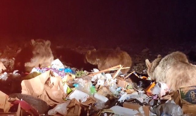 Sarıkamış'ta tehlikeye aldırış etmeden boz ayıları görüntülediler