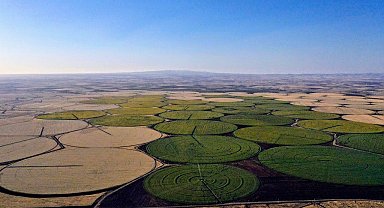 Sarıya boyanan araziler yeni evlenen çiftlerin akınına uğruyor