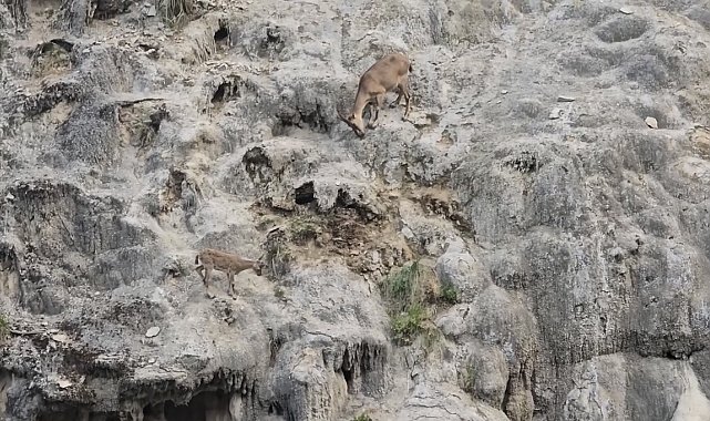 Sarp kayalıkların usta tırmanışçıları görüntülendi