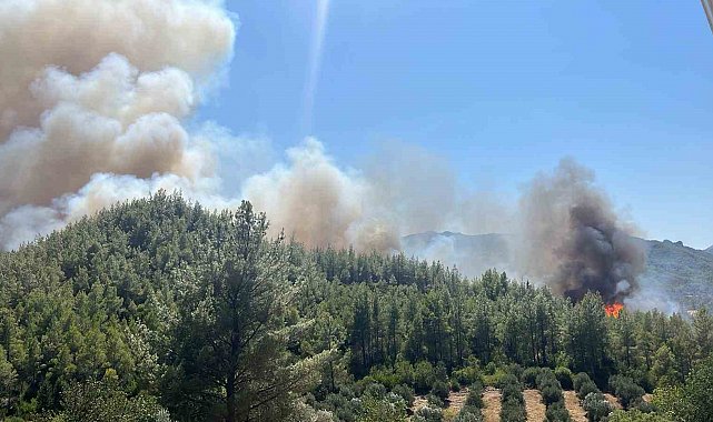 Serik'te orman yangını