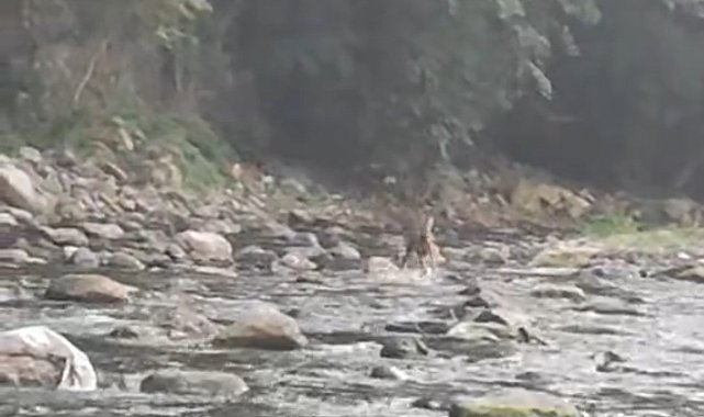 Sıcaktan bunalan karaca serinlemek için girdiği derede görüntülendi