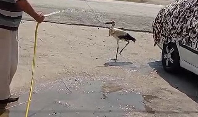 Sıcaktan bunalan leyleği hortumla serinletti