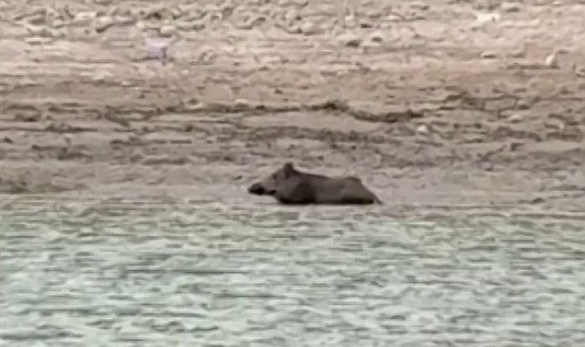 Sıcaktan bunalan yaban domuzu gölde serinledi