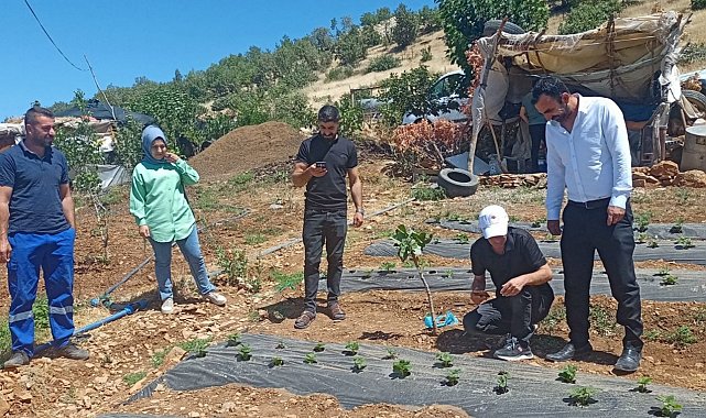 Siirt'te bitkisel üretim alanlarında hastalık ve zararlı takibi sürüyor
