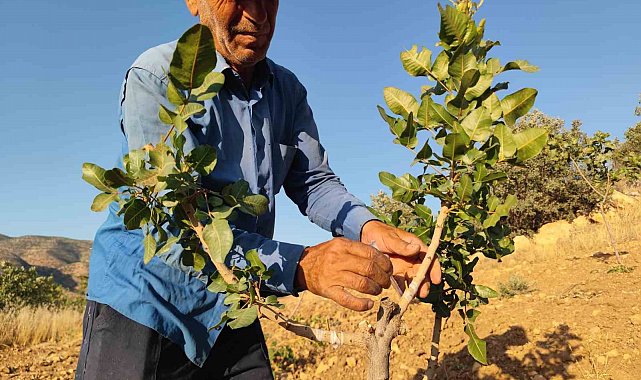 Siirt'te fıstık aşılama çalışmaları sürüyor