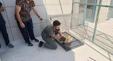 Siirt'te yaralı kuşlar tedavilerinin ardından yaşam alanlarına bırakıldı