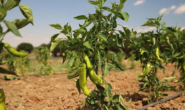 Silivri Belediyesi'nde yazlık sebze hasadı devam ediyor