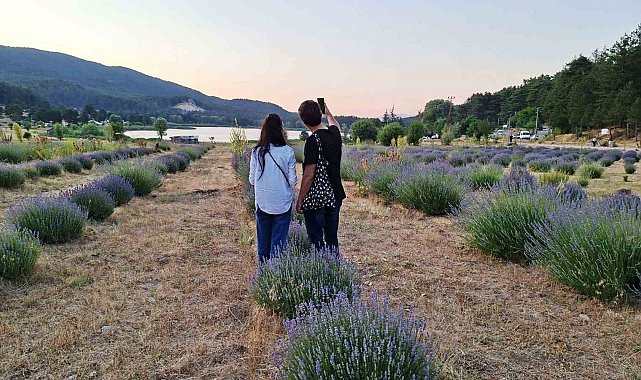 Simav Gölcük Yaylasındaki lavanta bahçesi doğal stüdyo alanı haline geldi