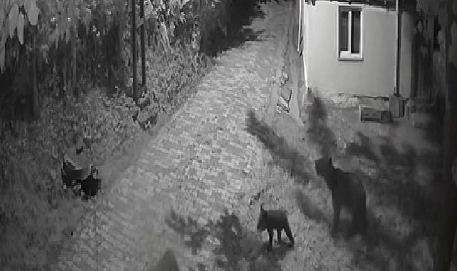 Sinop'ta anne ayı ve yavrularının dut yeme anları kamerada