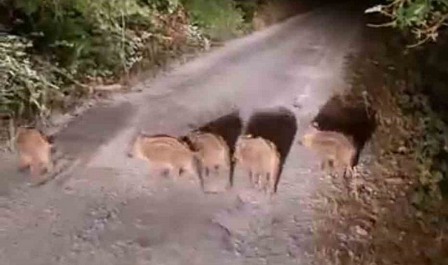 Sinop'ta domuzlar evlerin önüne kadar geldi