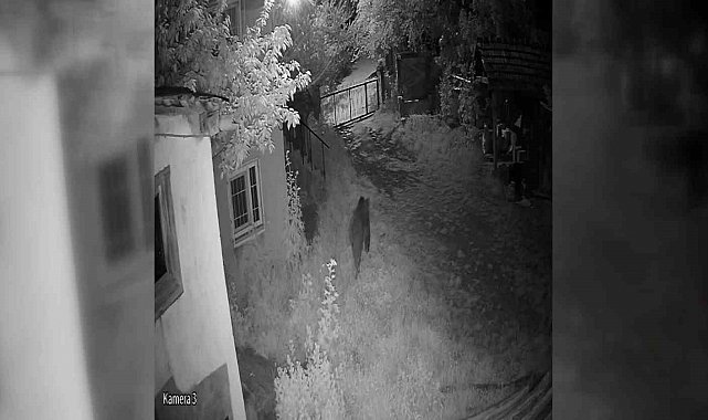 Sinop'ta evin bahçesine giren ayı kamerada