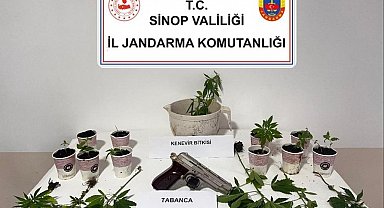 Sinop'ta jandarmadan kenevir operasyonu: 4 şüpheliye adli işlem