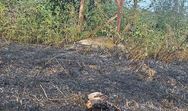 Sinop'ta yüksek gerilim hattına konan kuş yangına neden oldu