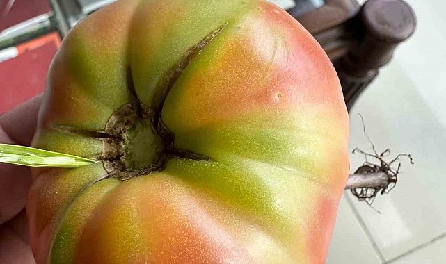 Şırnak'ta şaşkına çeviren olay, domatesin içinde ot yeşerdi