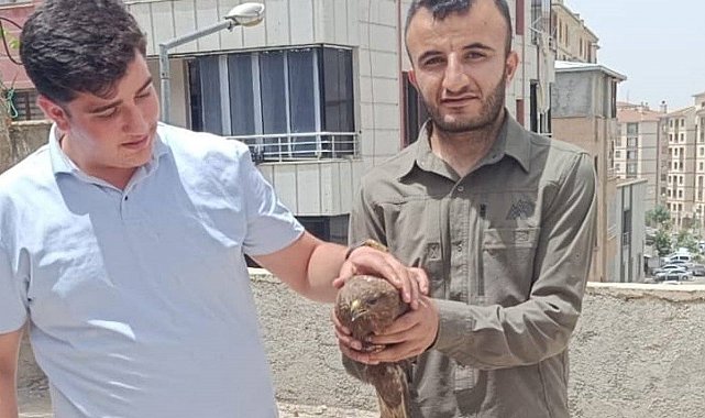 Şırnak'ta yaralı şahinler tedavi altına alındı