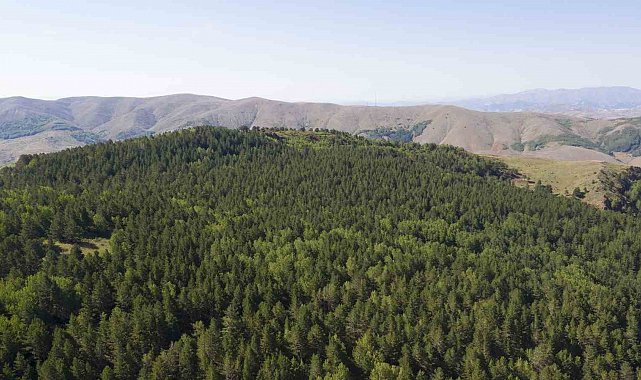 Sivas'ta ormanlara giriş yasaklandı