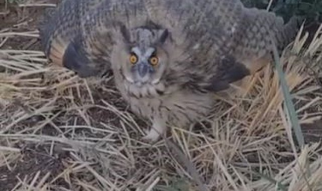 Siverek'te nesli tükenme tehlikesi altındaki kulaklı baykuş görüldü