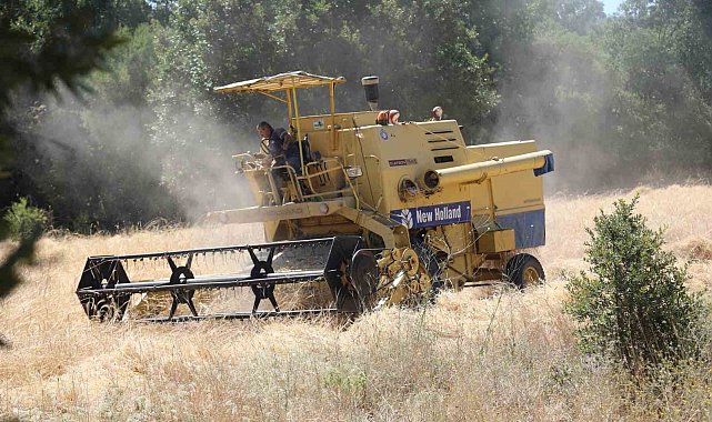 Siyez buğdayında hasat bereketi