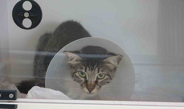 Sokak kedisini defalarca tekmeledi