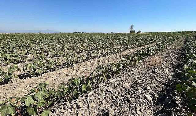 Söke Ovası'nda tarımsal sulama suyu krizi giderek büyüyor