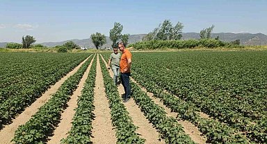 Söke'de ayçiçeği ve pamuk tarlaları incelendi
