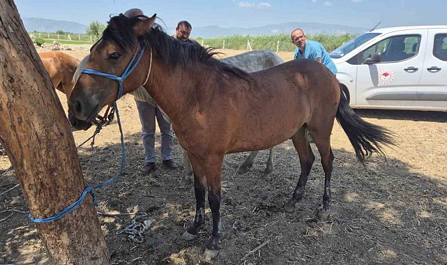 Söke'de tek tırnaklı hayvanlara ruam taraması yapıldı