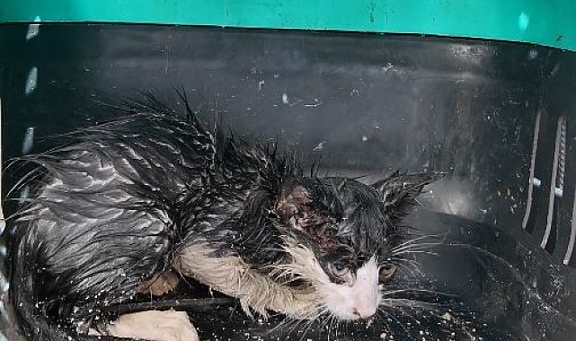 Su borusuna sıkışan yavru kedi için seferber oldular