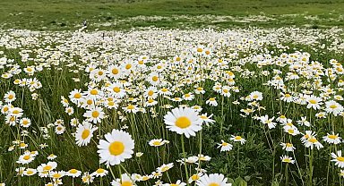 Süphan Dağı eteğindeki Sütey Yaylası'nda papatya tarlası hayranlık uyandırıyor